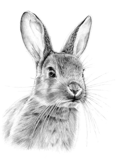 112 best Drawing, pencil, graphite images on Pinterest | Draw animals ...