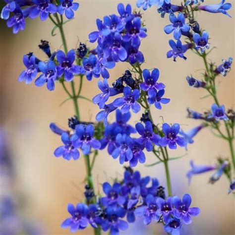 Penstemon- Rocky Mountain seeds | The Seed Collection