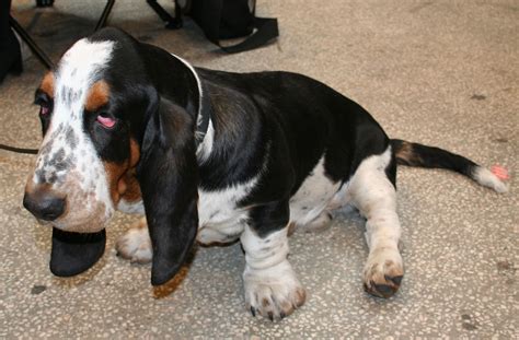 Basset Hound - My Doggy Rocks