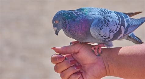 Dove, Pigeon – Spirit Animal, Totem, Symbolism and Meaning