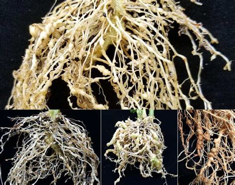 Tomato Root knot nematodes in your garden