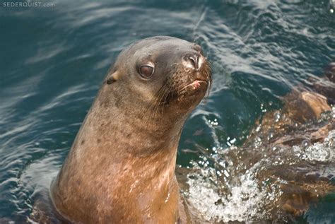 curious-steller-sea-lion-alaska - Betty Sederquist Photography