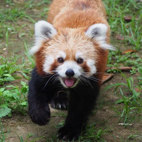 Red Panda at Ishikawa Zoo in Nomi, Japan on August 19, 2018 (originally ...