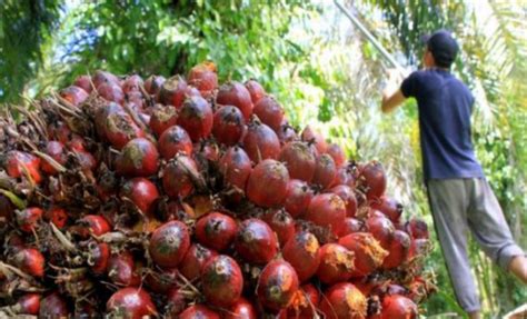 Agriculture Minister Sets Up El Nino Task Forces | Indonesian Palm Oil Association (GAPKI IPOA)