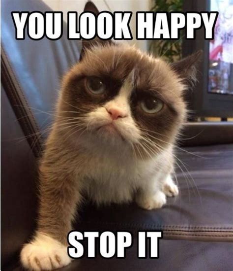 Pin by Niki Aydarov on Cute Animals | Funny grumpy cat memes, Grumpy cat meme, Cat jokes