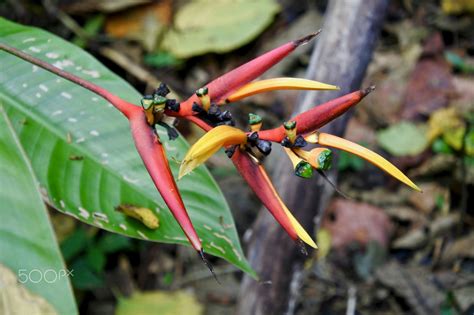 Rainforest Plant - A really cool plant in a Costa Rica rainforest! | Rainforest plants, Cool ...