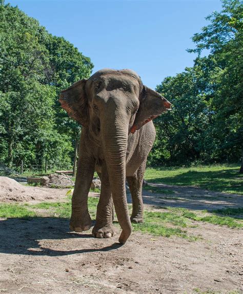 The Bronx Zoo’s Loneliest Elephant - The New York Times