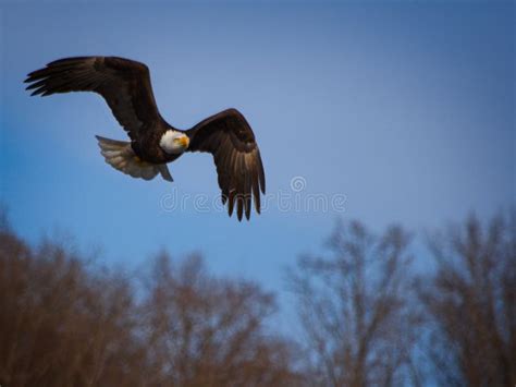 Bald Eagle Hunting stock photo. Image of hunter, prey - 93835870