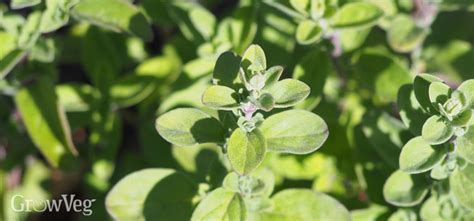 How to Take Sweet Marjoram Cuttings