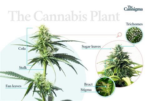 Cannabis Plant Anatomy and Infographic | The Cannigma