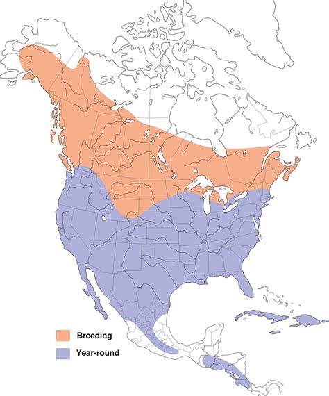 Red Cliffs Desert Reserve » Red-tailed Hawk (Buteo jamaicensis)