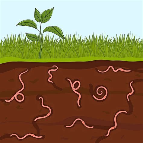 7 Earthworm Facts You Should Know - Birds and Blooms