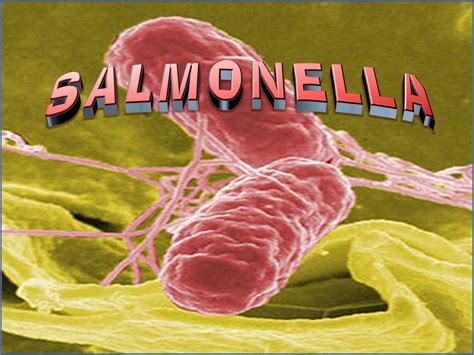 Salmonella - Causes, Prevention, Symptoms, Salmonella Treatment