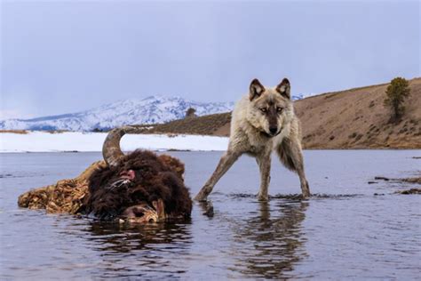 Nat Geo Photographer Dances With Wolves in Yellowstone and His Images ...