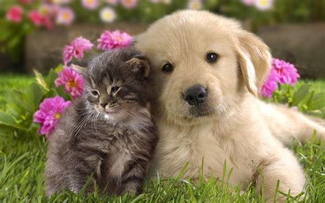 HD wallpaper: Cute puppy and kitten in the basket | Wallpaper Flare