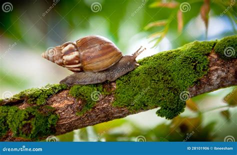 Snail in natural habitat stock photo. Image of spiral - 28101906