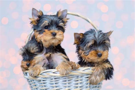 How Much Does a Teacup Yorkie Cost? (2024 Price Guide)