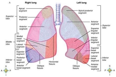 Pin by Regina Haire on Lungs | Lung anatomy, Medical massage ...