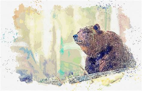 Grizzly Bear, watercolor by Adam Asar Painting by Adam Asar