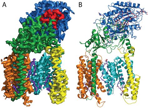 Atomic resolution of gamma-secretase – another milestone for structure determination by cryo-EM ...