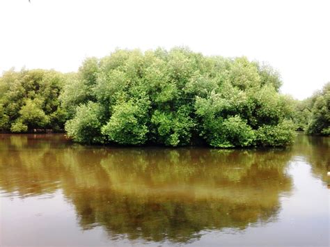 HUTAN MANGROVE - imzpression.com