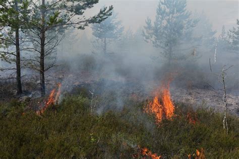 More forest fires in first half of 2023 than whole of last year / Article