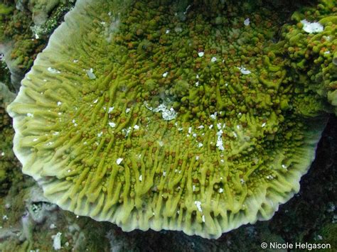 Introduction to Encrusting Corals of the Indo-Pacific • Scuba Diver Life