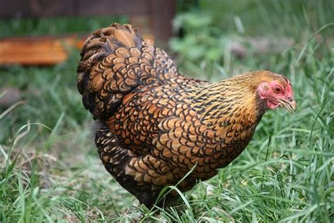 The Complete List Of Chicken Breeds | Chickens And More