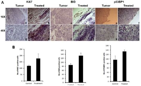 Immunohistochemical evaluation for cell proliferation, apoptosis and ...