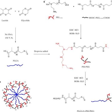 Synthesis of carboxyl-terminated PLGA (A), PEI-co-PEG (B) and ...