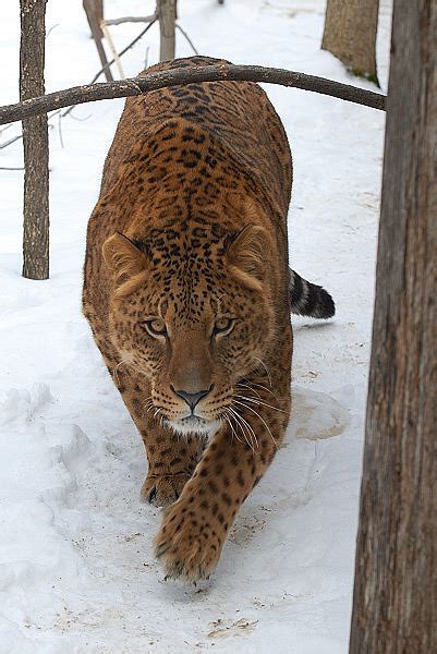 Jaglion and leopon pictures - Animal vs Animal