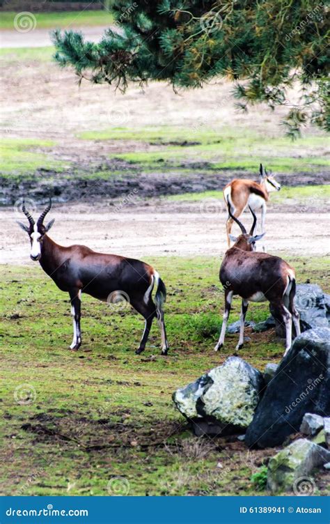 Bontebok stock image. Image of male, horns, blesbuck - 61389941