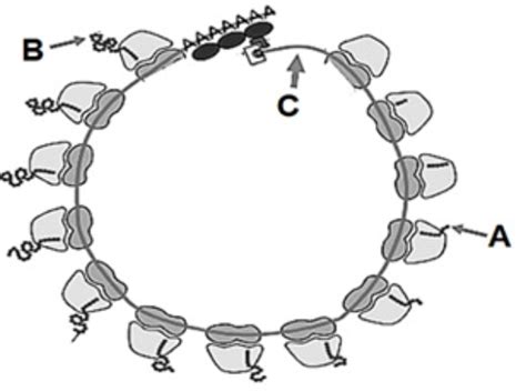 Solved What is true about this eukaryotic polysome | Chegg.com