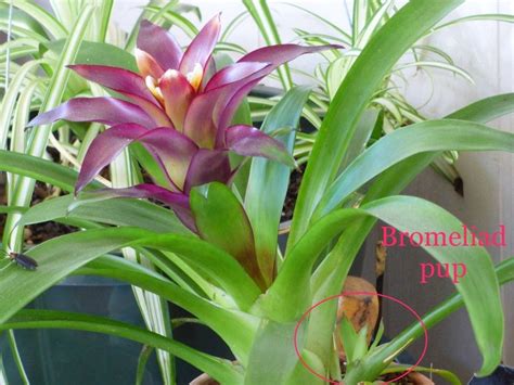 Tips & Information about Bromeliads | Gardening Know How