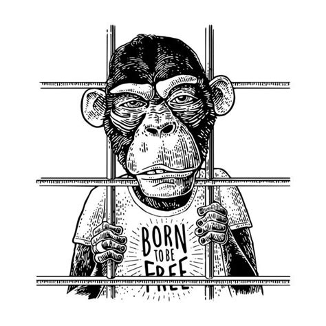 Gangster Monkey Illustrations, Royalty-Free Vector Graphics & Clip Art ...