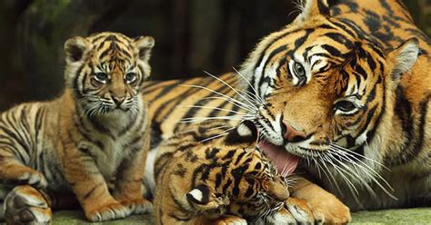 Rare Sumatran tiger cubs make their debut at Australian zoo - Mirror Online