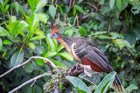 Iquitos: Amazon River Full Day Guided Tour | GetYourGuide