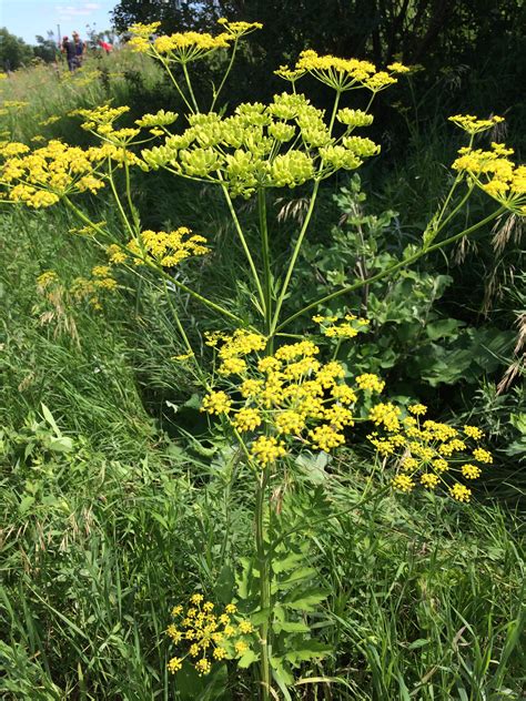 Wild Parsnip « The Echinacea Project