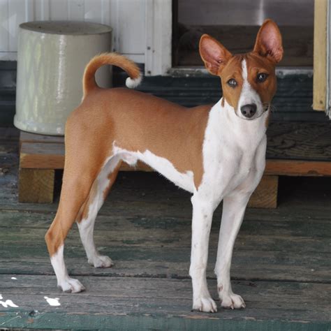 Monkey (Paka) The Forever Puppy Basenji Dogs, Pet Dogs, Pets, Bloodhound, Doggies, Small Puppies ...