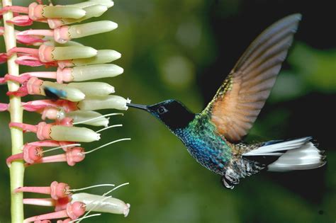 This hummingbird was caught with a very fast shutter speed by Vinicio Perez. | Fast shutter ...