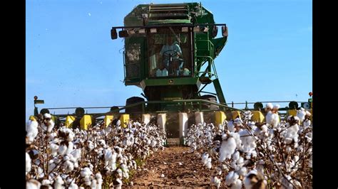 How Cotton Is Made , Modern Cotton Farming Process planting and Harvesting ,Cotton To Yarn ...