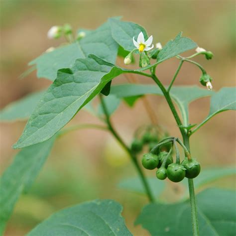 Solanum Nigrum Edible Leaves