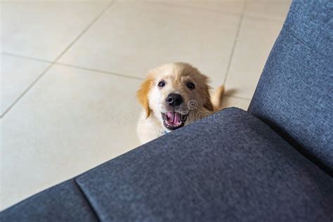 Angry Golden Puppy Sitting Next To Sofa and Barking Stock Photo - Image of friend, animal: 165715192