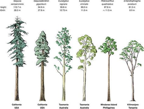 restate identificazione temperatura tipi di alberi alti parata Maria ...