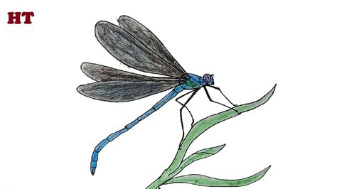 How to Draw a Dragonfly beautiful step by step | Dragonfly drawing ...