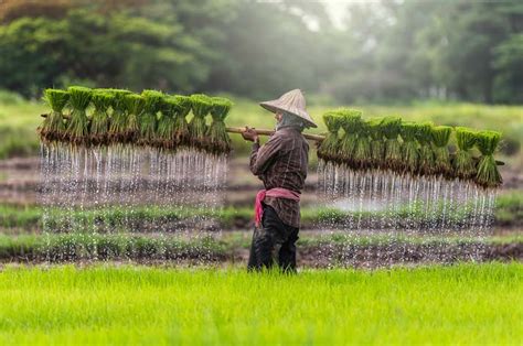 Aid Agencies Agree To Help Grow Cambodia's Agriculture Sector | B2B