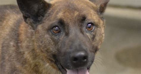 Stanley is a neutered male, brown brindle Australian Cattle dog. We don't know his age at the ...