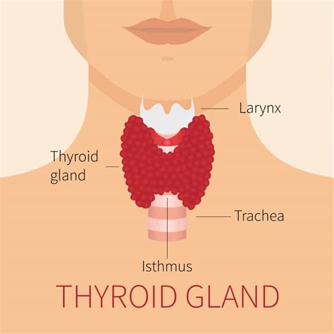 Thyroid and Weight Loss – Can Thyroid Problems Promote Weight Loss? (UPDATE: Jun 2018) | 15 ...