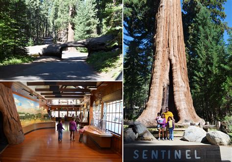 The West Coast Road Trip Part II – Sequoia National Park - Making it Sweet