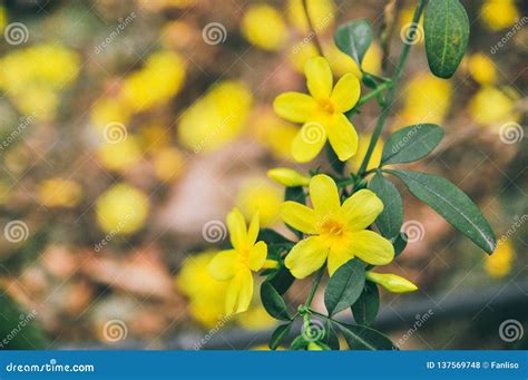 Winter Jasmine flowers stock photo. Image of flowers - 137569748